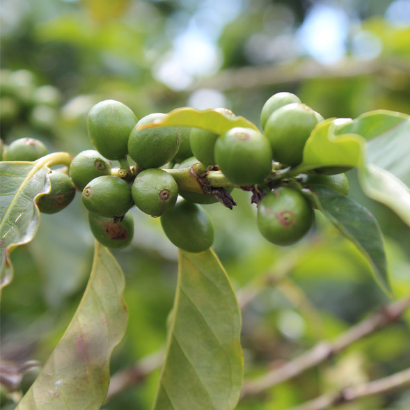 koffiestreek colombia koffiedriehoek colombiaans.nl