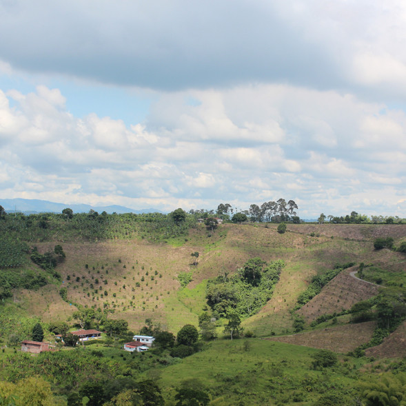 koffiestreek colombia koffiedriehoek colombiaans.nl