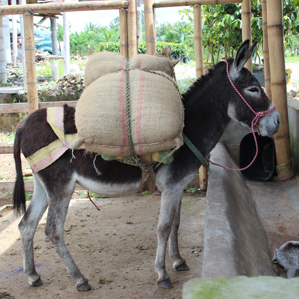 koffiestreek colombia koffiedriehoek colombiaans.nl