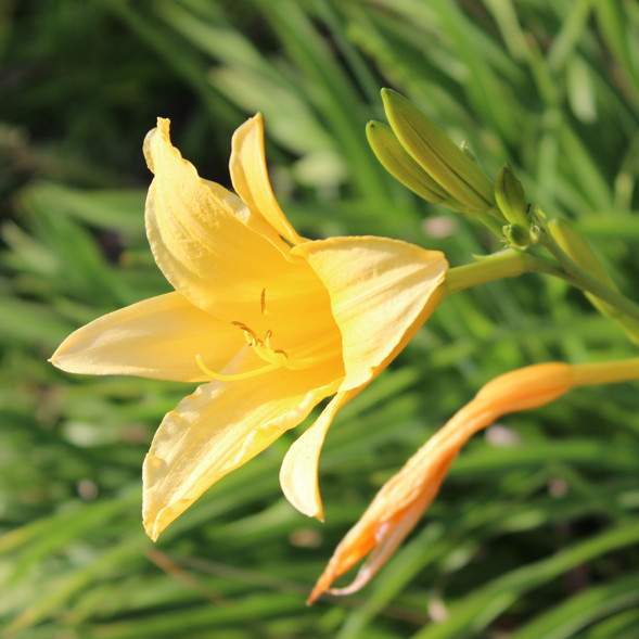 koffiestreek colombia koffiedriehoek colombiaans.nl